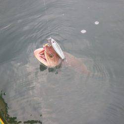 カヤックジギング